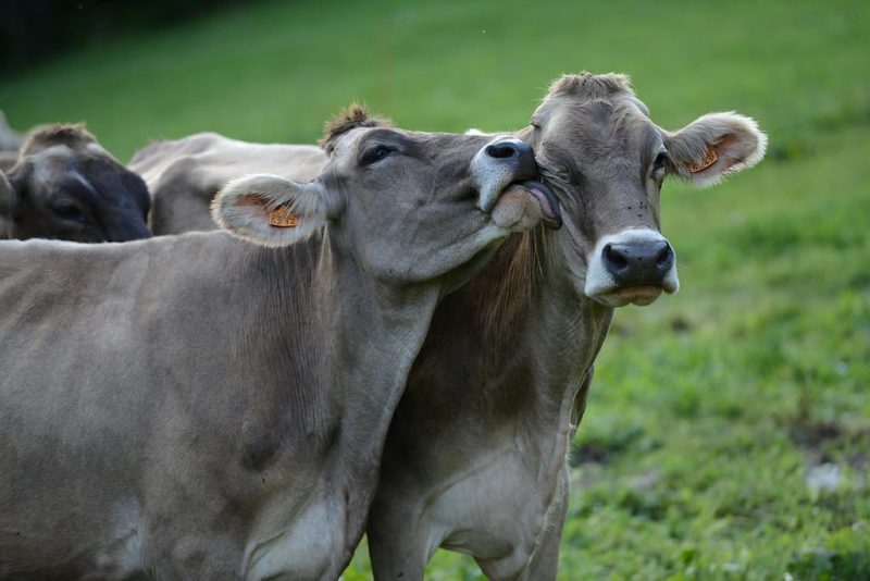 DAIRY - La Ferme de l'Adroit cows