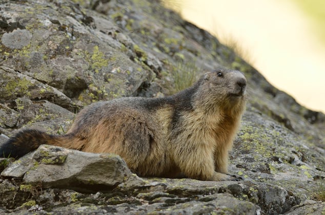 Marmot emerging in spring