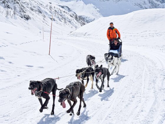 Traineau-a-chiens-3-VDI
