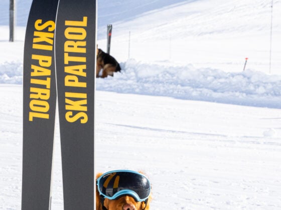 Chien_recherche_avalanche-11166-Val_d_Isere_Tourisme_-_Angele_Barreira