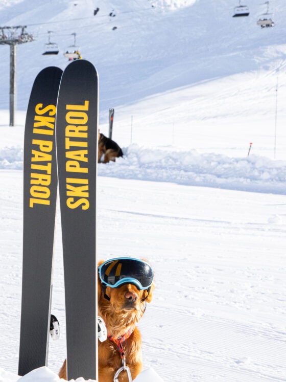 Chien_recherche_avalanche-11166-Val_d_Isere_Tourisme_-_Angele_Barreira